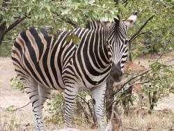 tiere_0006.JPG