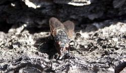 tiere_0012.JPG
