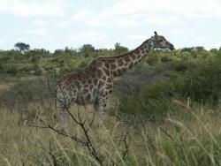 tiere_0031.JPG