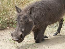 tiere_0004.JPG