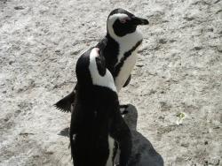tiere_0008.JPG