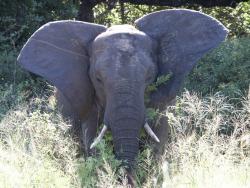 tiere_0020.JPG
