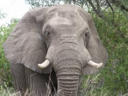 tiere_0019.JPG