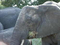 tiere_0023.JPG