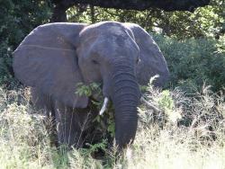 tiere_0021.JPG