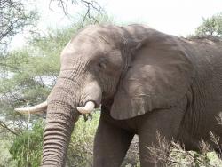tiere_0025.JPG