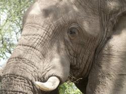 tiere_0026.jpg
