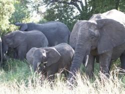 tiere_0024.JPG