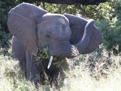 tiere_0022.JPG