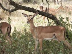 tiere_0029.JPG