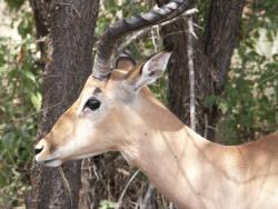 tiere_0027.JPG