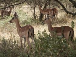 tiere_0030.jpg