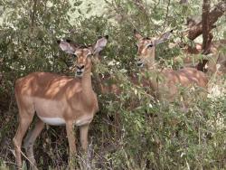 tiere_0028.JPG