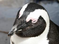 tiere_0040.JPG