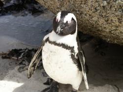 tiere_0041.jpg